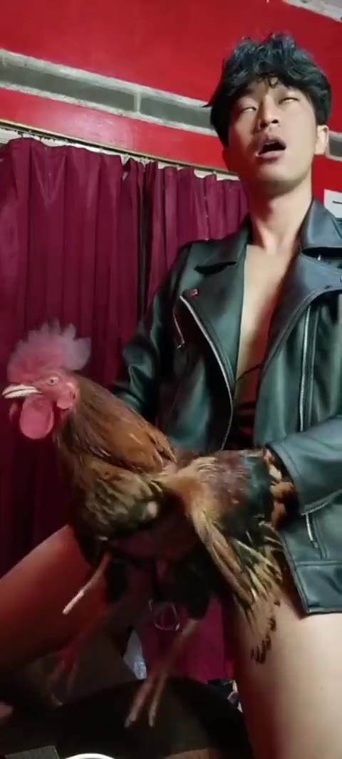 Ngewe Sama Ayam Toketbagus